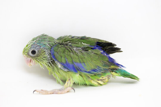 Selective focus of forpus parrotlet newborn bird studio shot on white background