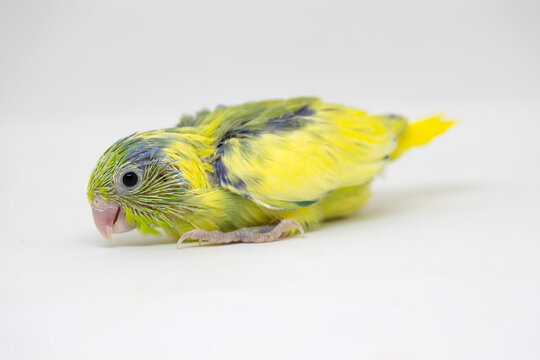 Selective focus of forpus parrotlet newborn bird studio shot on white background
