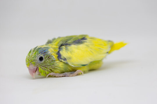 Selective focus of forpus parrotlet newborn bird studio shot on white background
