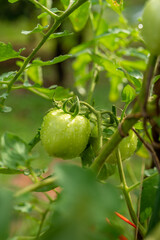 Photo of fresh unripe home grown globe tomatoes growing healthily from its tree in the morning with dew