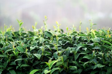 台湾　阿里山の茶畑
