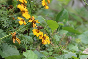 mariposa en la flor amarilla
