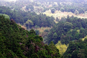 Fototapeta premium 台湾 霧がかる阿里山の山々の風景 