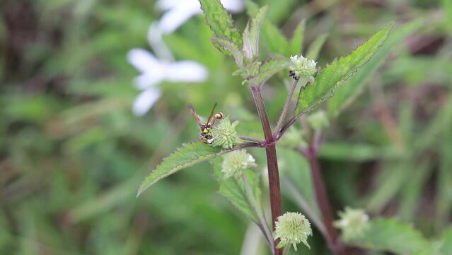 Polistes , Potter wasps,Mason wasps,Waps yellow jacket,Delta campaniforme, podynerus troglodytes,Delta esuriens, Eumenes aff. punctatus,Omicroides, Phimenes flavopictus
