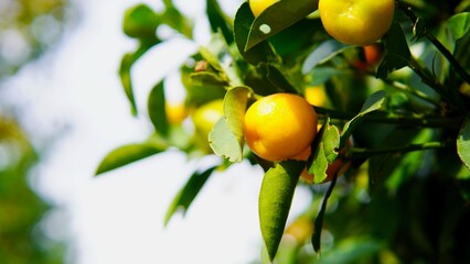 秋・冬が旬のくだもの　キンカン