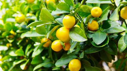 秋・冬が旬のくだもの　キンカン