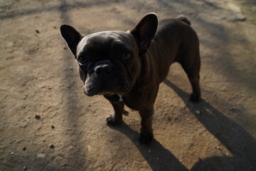 The French Bulldog.Companion dog or toy dog.Requires close contact with humans.Dog locked in a cage.Playful dog.