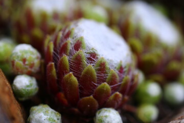 Sempervivum arachnoideum  rojnik pajęczynowaty