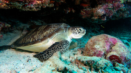 The green turtle sleeps in a small cave. Marine life. A natural aquarium.