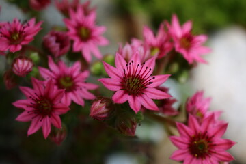 Obraz premium Sempervivum arachnoideum rojnik pajęczynowaty