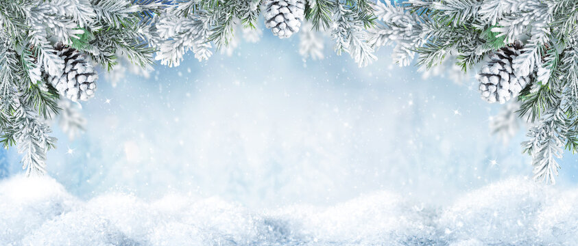 Beautiful Winter Landscape with snovy Fir Tree Branches and Cones in Snowy Forest. Christmas and New Year greeting card. Winter banner with copy space.