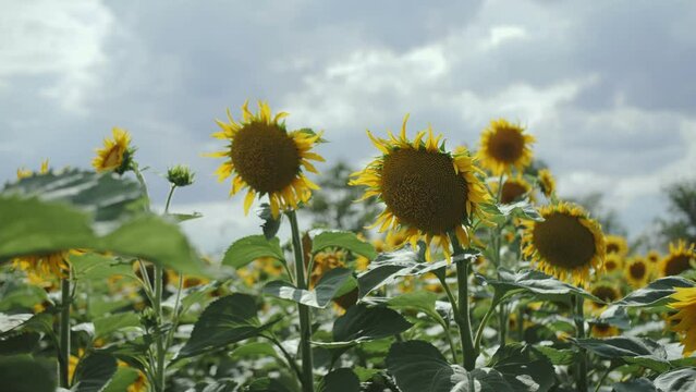 close-up of sunflowers in the field