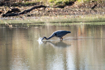 A grey heron fishes for prey in a shallow pond
