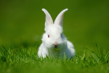 Funny little white rabbit on spring green grass