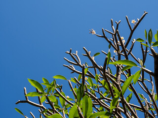 Frangipani flowers and their leaves on the plump branches