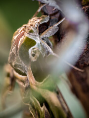 Oleander Hawk-moth perched on a branch