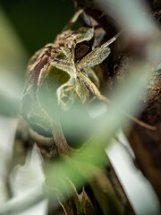 Oleander Hawk-moth perched on a branch