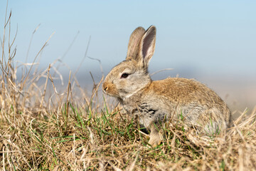 Rabbit or hare while in grass in autumn time