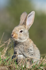 Rabbit or hare while in grass in autumn time