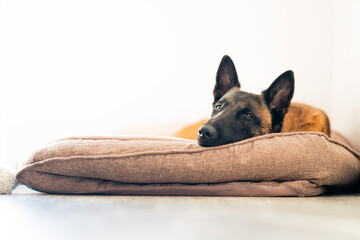 The dog is lying and resting