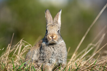 Rabbit or hare while in grass in autumn time