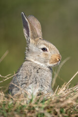 Rabbit or hare while in grass in autumn time