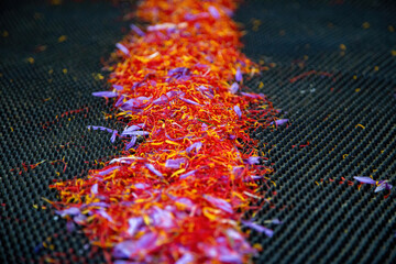 Saffron separation process, Crocus threads pile on black, close up