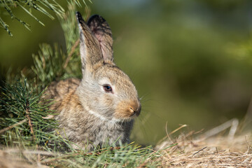 Rabbit or hare while in grass in autumn time