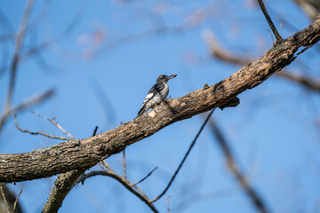 Scenic shot on a woodpecker in the fall treetops 