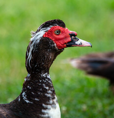 Portrait of a duck on green grass in summer.