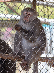 Portrait of a monkey in a zoo cage.