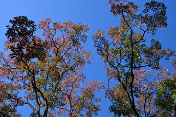 Obraz premium 陽射しに輝く紅葉したナンキンハゼの手前に、日陰のナンキンハゼのシルエットがある風景