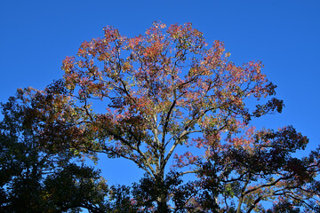 紅葉したナンキンハゼの大木に朝陽があたっている風景