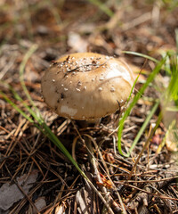 Toadstool mushroom grows in the ground in the forest.