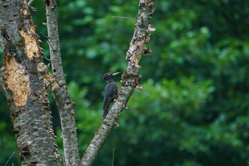 Black Woodpecker (Dryocopus martius) perched on a dry tree branch