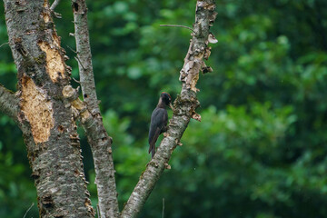 Black Woodpecker (Dryocopus martius) perched on a dry tree branch