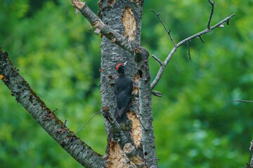 Black Woodpecker (Dryocopus martius) perched on a dry tree branch