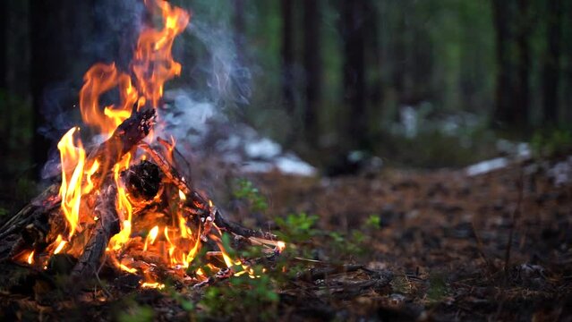 Campfire in the forest in slow motion. Beautiful landscape of nature and trees. Sparks and flames. Rest by the fire. Camping in the woods. Burning firewood. Evening bonfire. Blue Sky