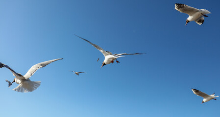 A flock of seagulls in flight against a sky.