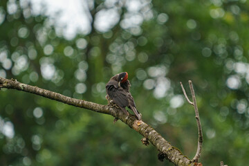 Black Woodpecker (Dryocopus martius) perched on a dry tree branch