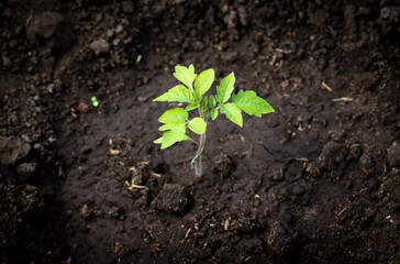 Tomato seedling in the ground in spring.