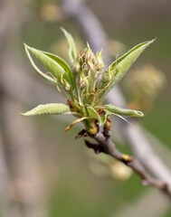 Opening bud on pear branch in spring.