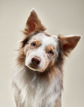 Border Collie dog on a beige background. Funny pet in the studio
