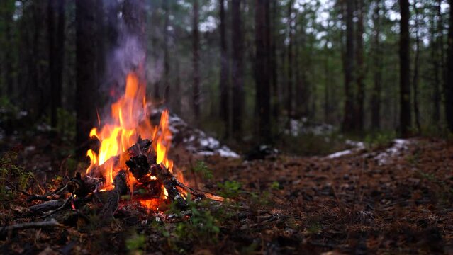 Campfire in the forest. Beautiful landscape of nature and trees. Sparks and flames. Rest by the fire. Camping in the woods. Burning firewood. Evening bonfire. Rain and snow in the forest. With sound