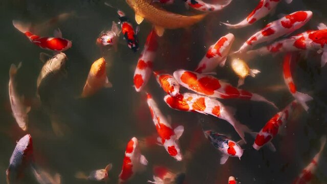 【縦型動画】錦鯉が日本庭園の池で泳ぐ風景　スローモーション	