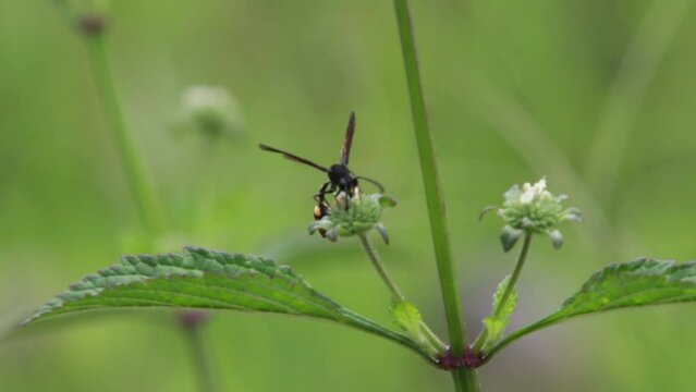 Polistes , Potter wasps,Mason wasps,Waps yellow jacket,Delta campaniforme, podynerus troglodytes,Delta esuriens, Eumenes aff. punctatus,Omicroides, Phimenes flavopictus
