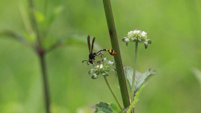 Polistes , Potter wasps,Mason wasps,Waps yellow jacket,Delta campaniforme, podynerus troglodytes,Delta esuriens, Eumenes aff. punctatus,Omicroides, Phimenes flavopictus
