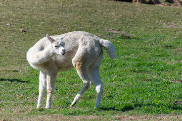 Fototapeta premium A white alpaca looking back, standing on the farmland. Rotorua, New Zealand.