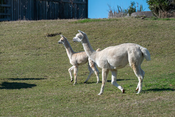 Fototapeta premium Two white alpacas running on the farmland. Rotorua, New Zealand.