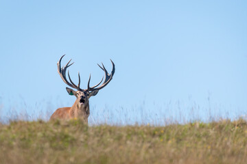 Red deer stag calling at the mating time, behind a hill top. Rotorua, New Zealand.